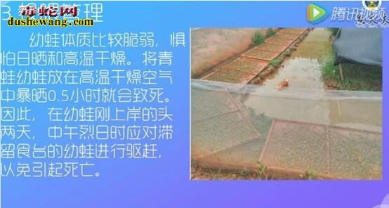 青蛙养殖视频