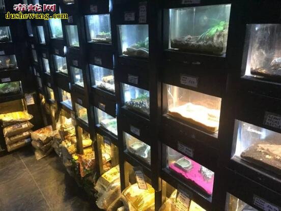 宠物蛇专卖店