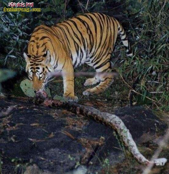 森林之王的老虎vs九米巨蟒！