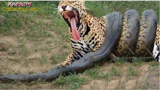 森林之王的老虎vs九米巨蟒！