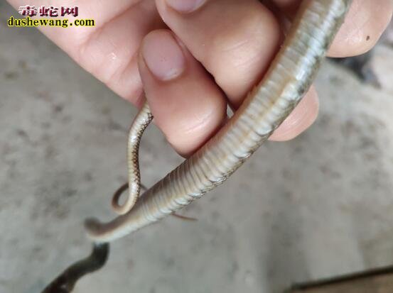 图说养蛇:一列养蛇人蛇皮肤病求助见解!