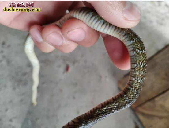 图说养蛇:一列养蛇人蛇皮肤病求助见解!