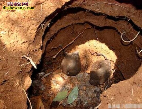 乌灵参:小伙发现价值万元一斤的乌灵参!
