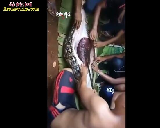 印尼巨蟒吞人解剖真实视频！被巨蟒吞食还能活吗？