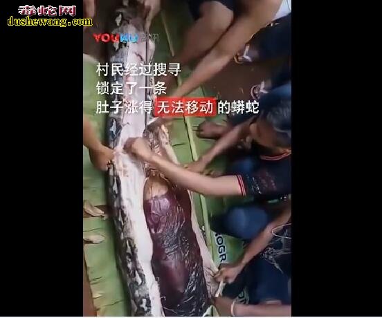 印尼巨蟒吞人解剖真实视频！被巨蟒吞食还能活吗？