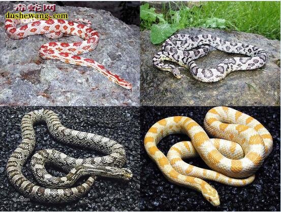 蛇的种类及图片