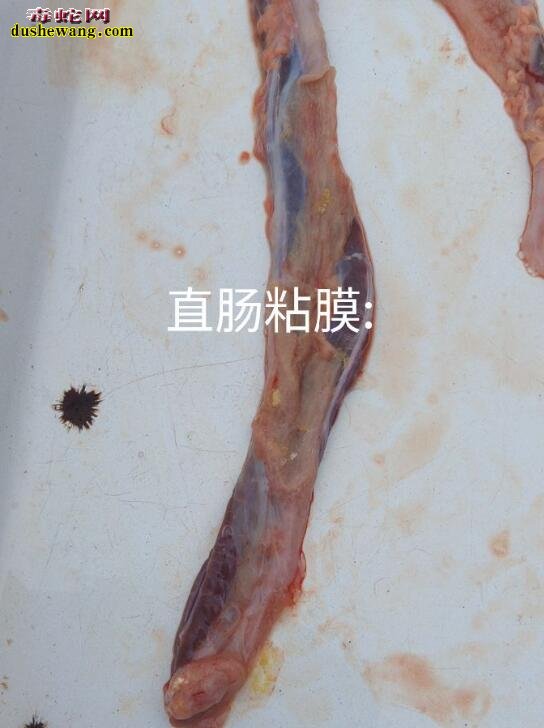 蛇解剖方法及解剖细节图