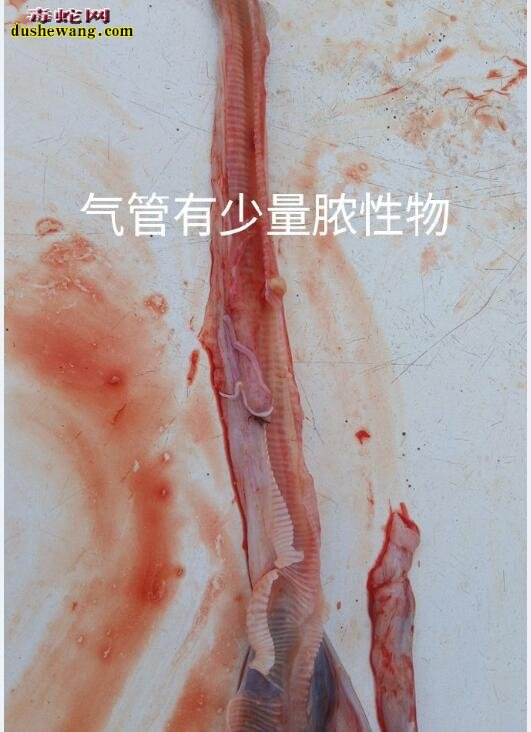蛇解剖方法及解剖细节图