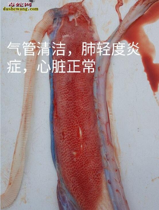 蛇解剖方法及解剖细节图