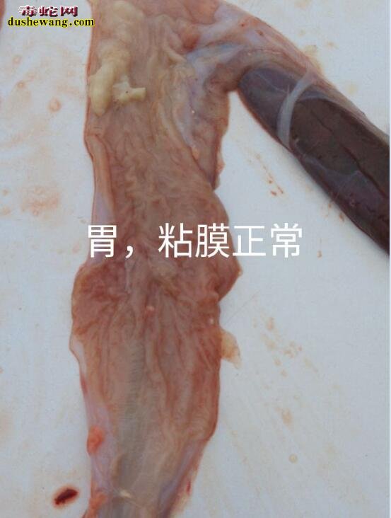 蛇解剖方法及解剖细节图