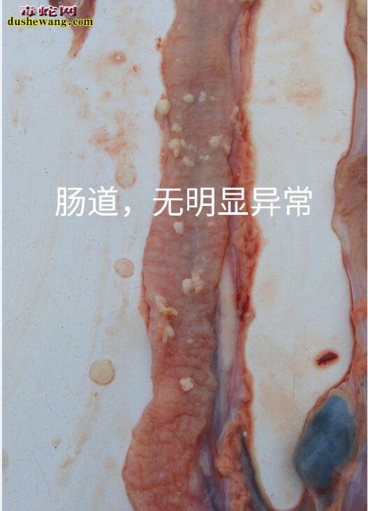 蛇解剖方法及解剖细节图