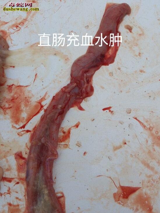 蛇解剖方法及解剖细节图