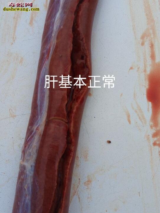 蛇解剖方法及解剖细节图