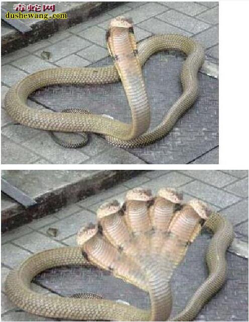 五头蛇的图片