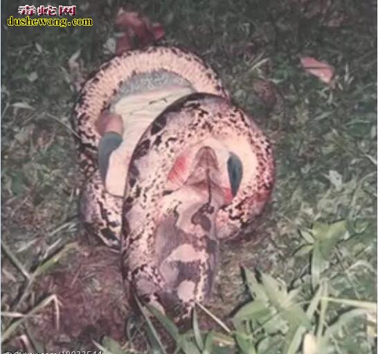 莽蛇吃人图片