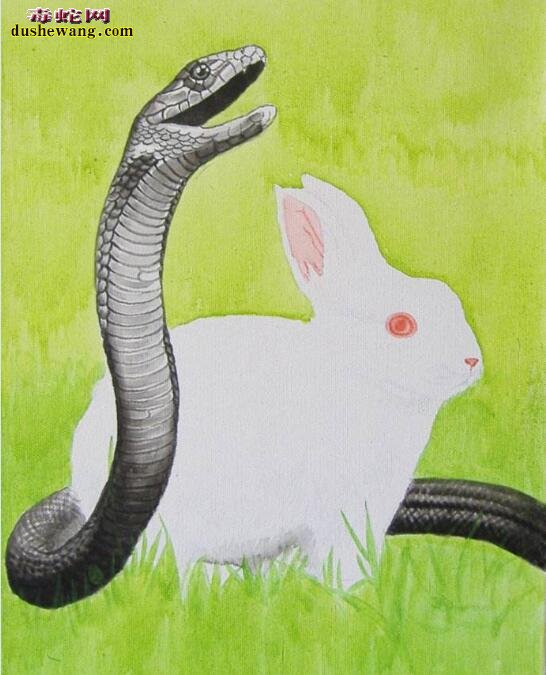 蛇盘兔