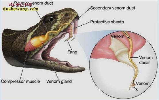 蝮蛇蛇毒-蝮蛇蛇毒有哪些功效和作用？