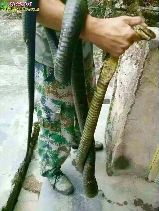 求购眼镜王蛇