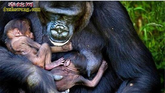 奇思怪想：人和大猩猩同属人科，两者能繁衍出后代？