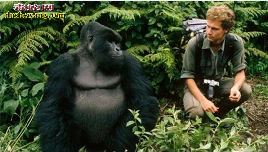 奇思怪想：人和大猩猩同属人科，两者能繁衍出后代？