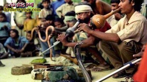 印度：一个崇拜毒蛇的国家、每年近千穷人死于毒蛇之口！