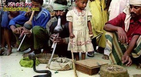印度：一个崇拜毒蛇的国家、每年近千穷人死于毒蛇之口！