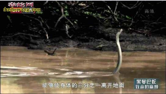 世界上最快速度的蛇是哪种?黑曼巴蛇NO1