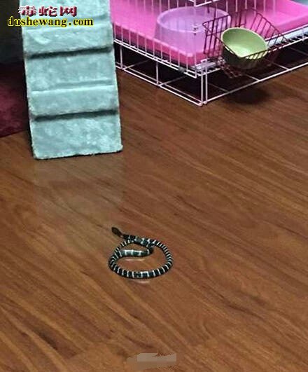 金环蛇跑到家里该怎么办？