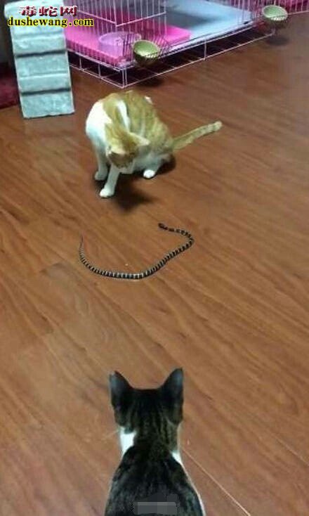 金环蛇跑到家里该怎么办?
