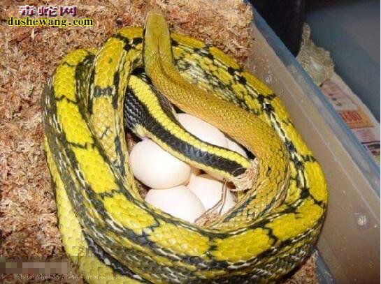 菜花蛇蛇蛋能吃吗？