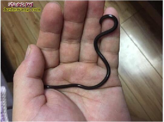 钩盲蛇：最小的蛇是什么蛇图片