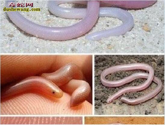 钩盲蛇：最小的蛇是什么蛇图片