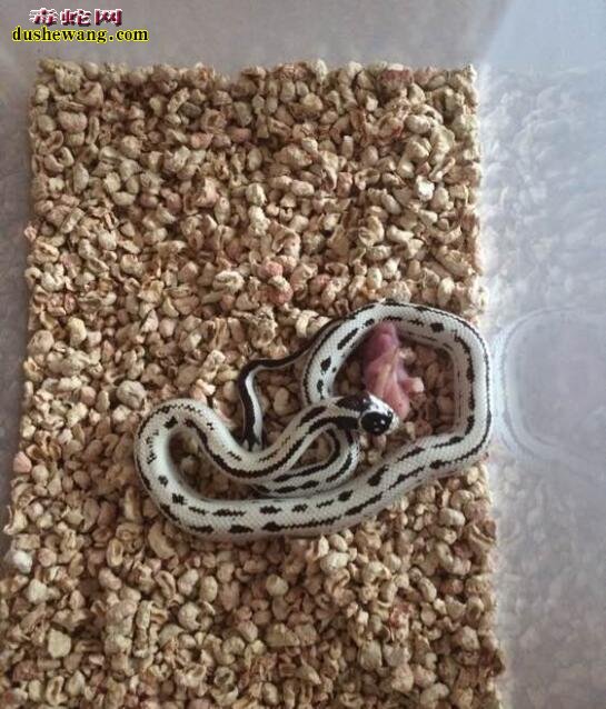 雪花王蛇