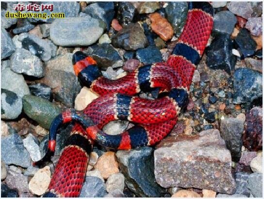 中华珊瑚蛇图片