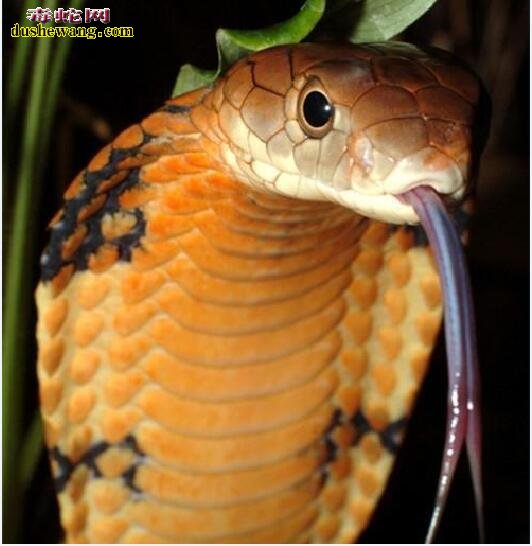 金刚王眼镜蛇：世界上最危险的毒蛇！被咬伤大多三分钟死亡！