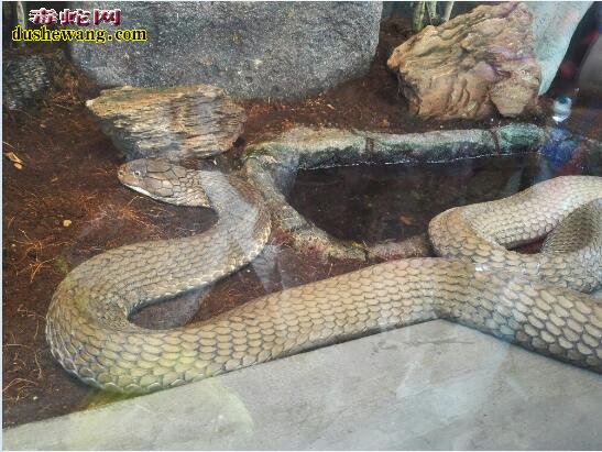 金刚王眼镜蛇：世界上最危险的毒蛇！被咬伤大多三分钟死亡！