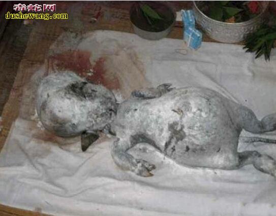 印度山区母牛生似“人形幼崽”!被奉为神明转世供奉起来!