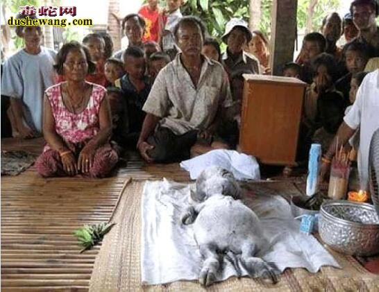 印度山区母牛生似“人形幼崽”!被奉为神明转世供奉起来!