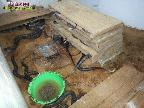 新手养蛇关于对“养蛇环境”的理解