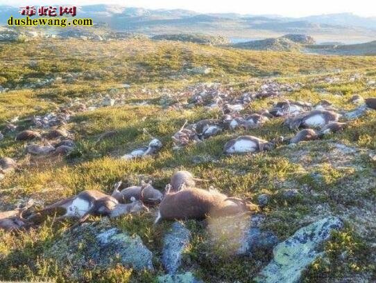 挪威山里发生巨响！第二天发现尸横遍野！