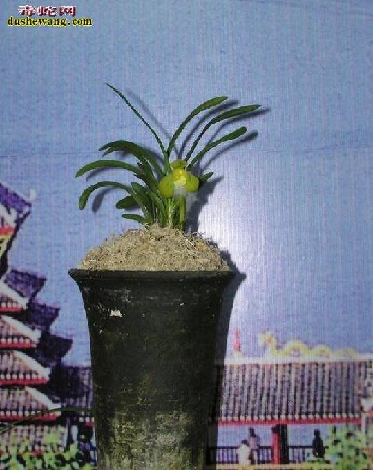 世界上最贵的兰花“天逸荷”,单株估值1个亿!