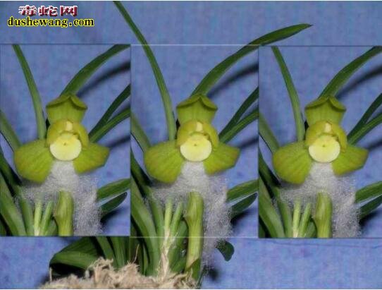 世界上最贵的兰花“天逸荷”,单株估值1个亿!
