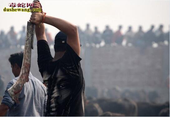 尼泊尔“杀生祭”怎么回事？