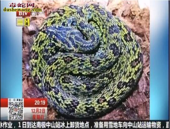 浙江高中生饲养宠物毒蛇感染口腔炎上药被咬伤！