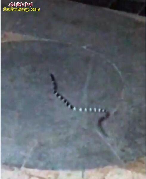 深圳小区惊现“中国第一毒蛇”银环蛇