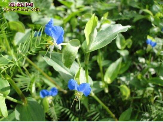 蛇伤草药、能治所有蛇万能秘方有吗?