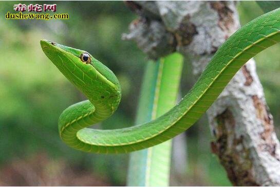 绿色蛇图片