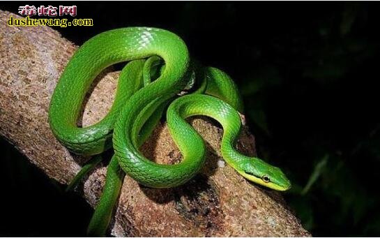绿色蛇图片