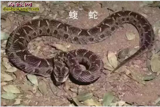虺蛇图片