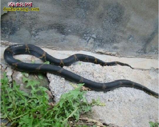 棕黑锦蛇